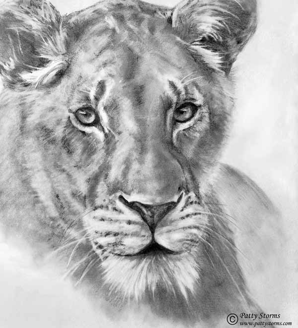 Lioness, graphite pencil drawing