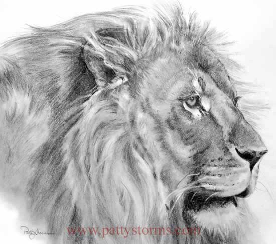 Lion profile, graphite pencil drawing side view 