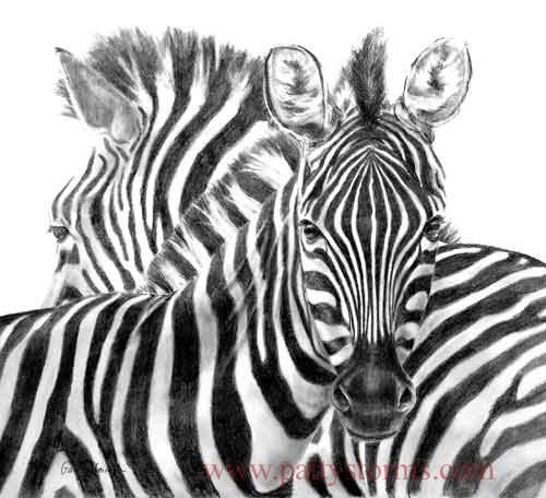 Zebras, graphite pencil drawing pair close up