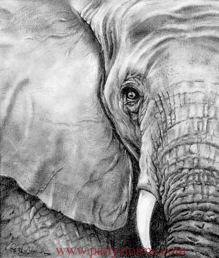 Elephant, graphite pencil drawing close up eye