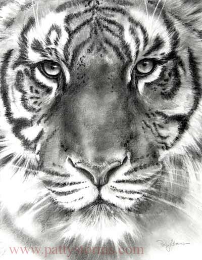 Tiger, graphite pencil drawing stare close up