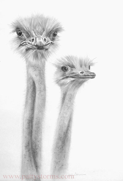 Ostriches, graphite pencil drawing close up ostrich pair