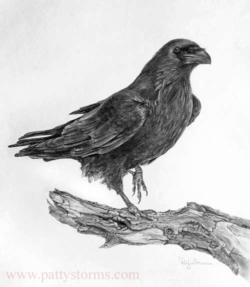 Raven, graphite pencil drawing crow standing