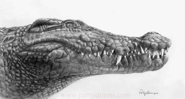 Crocodile, graphite pencil drawing close up, side view 