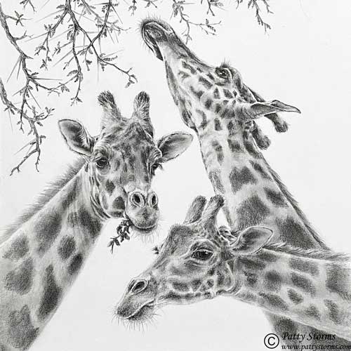 Giraffes, graphite pencil drawing
