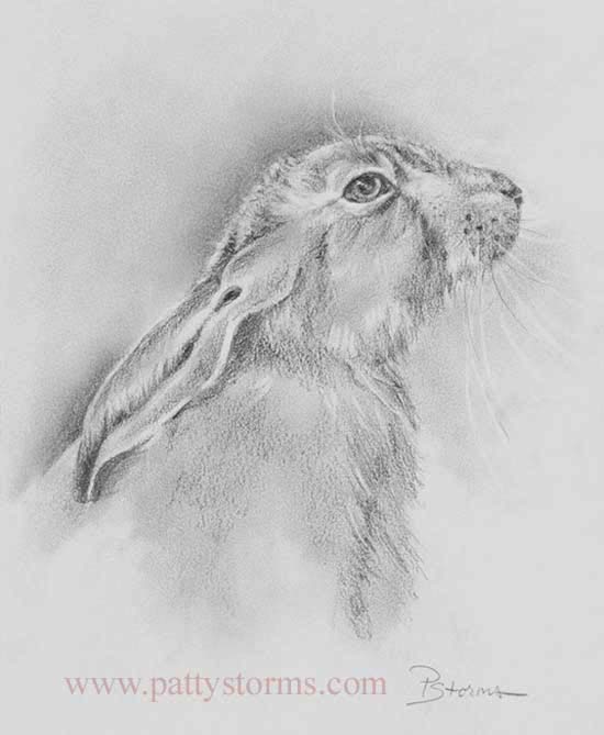 Hare, graphite pencil drawing side view 