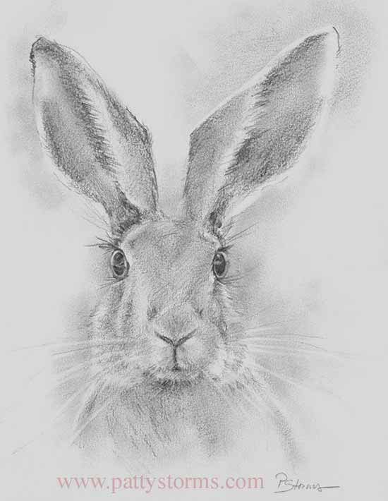 Hare Stare, graphite pencil drawing close up front view