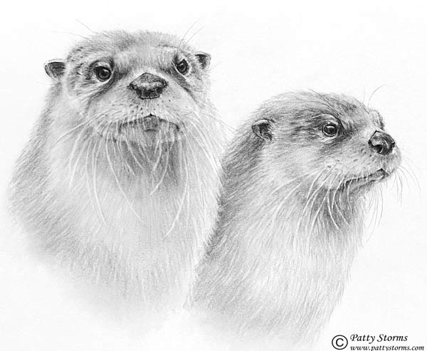 Otter pair, graphite pencil drawing